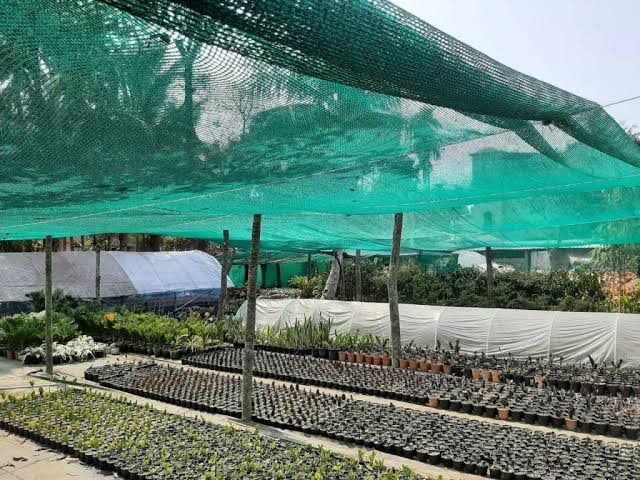 Shade netting stretched over nursery benches holding seedling trays