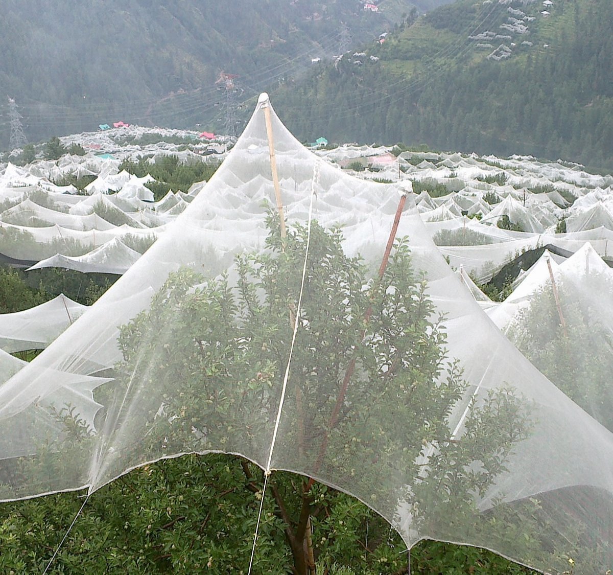 Rows of fruit trees under a white anti hail net canopy