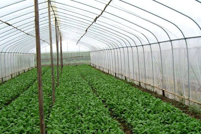 Insect Nets