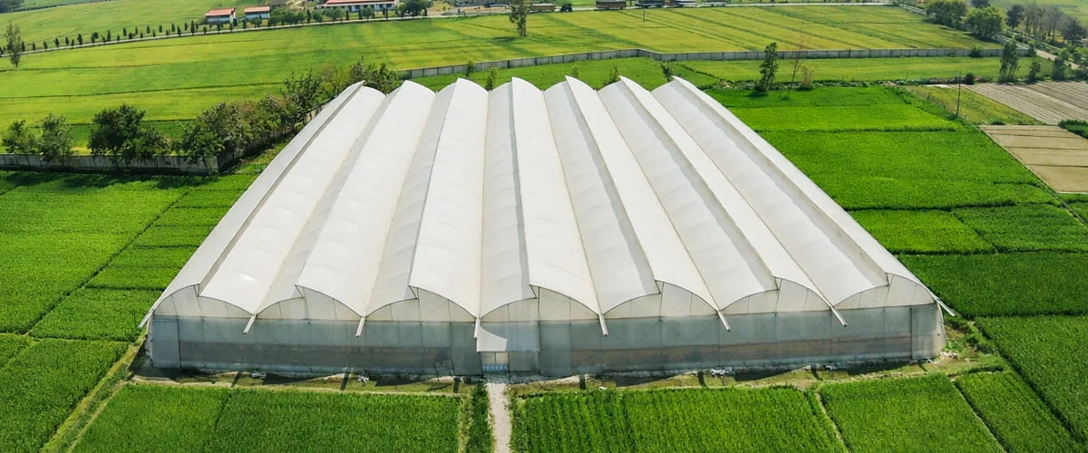 Mature capsicum crop growing inside a polyhouse