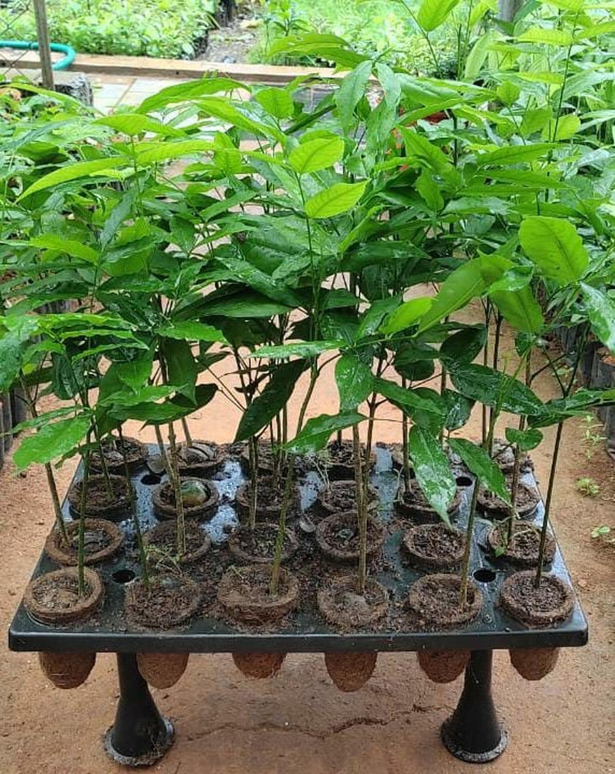 Worker planting out a trainer-raised sapling on a plantation site