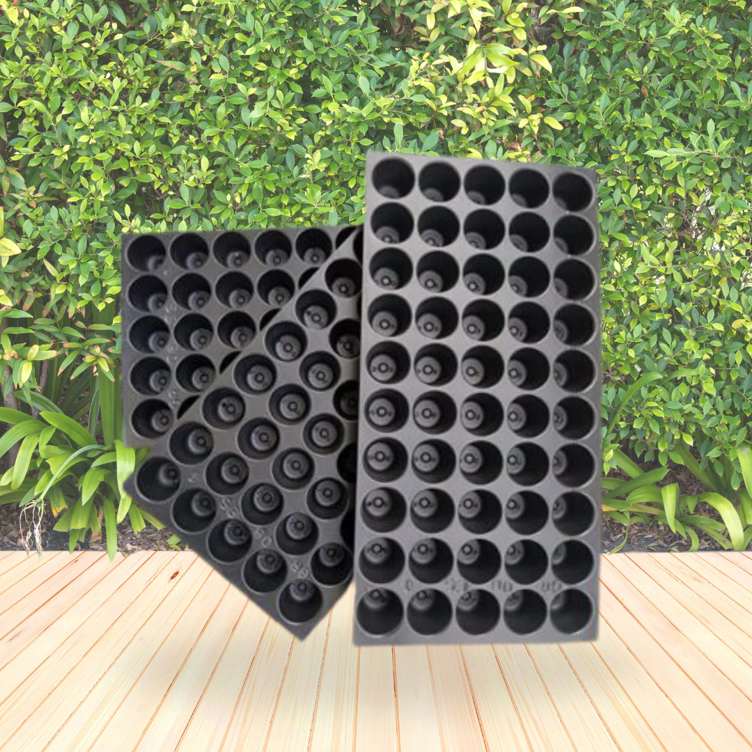 104-cavity square plug tray with emerging tomato seedlings