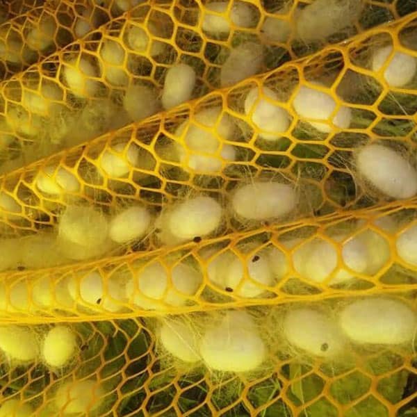 Close-up of sericulture bed net mesh structure
