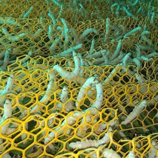 Mature silkworms spinning cocoons on mountage netting
