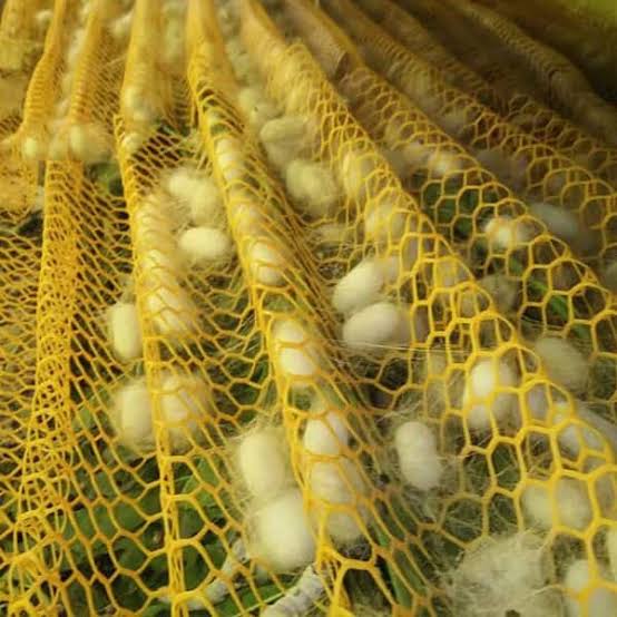 Formed silk cocoons ready for harvest from mountage