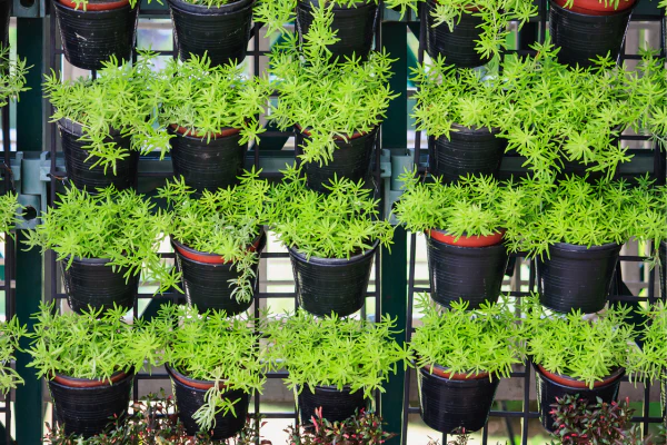 Modular living wall installation covering an urban building facade